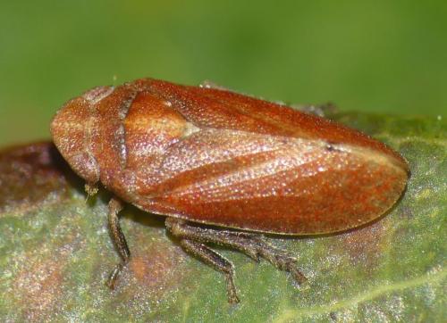 Tettigometra impressopunctata